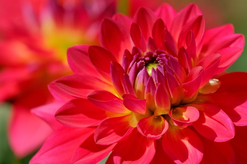 Petals in Detail