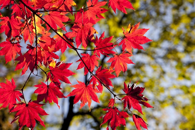 Autumn Leaves