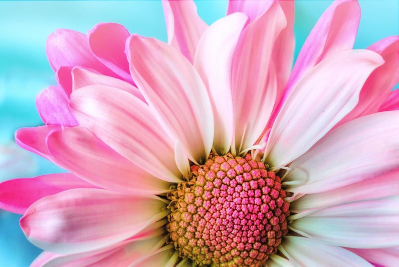 Botanical Watercolor