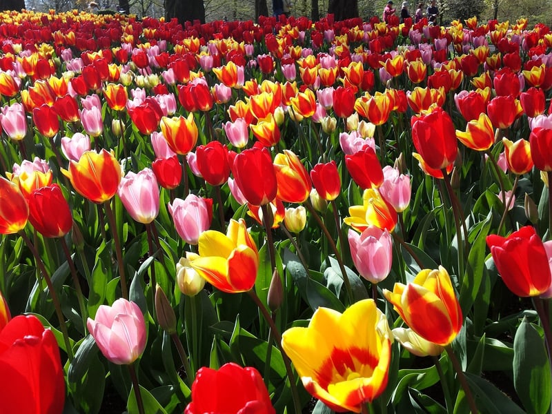 Keukenhof Gardens