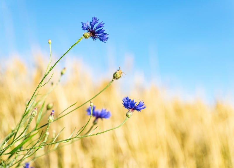 Wildflower Field